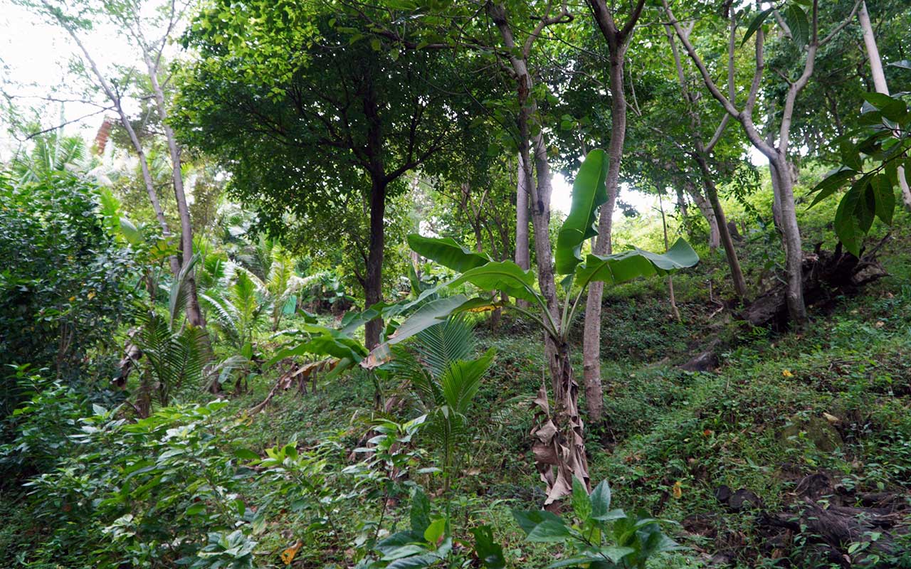 view of lot with banana trees